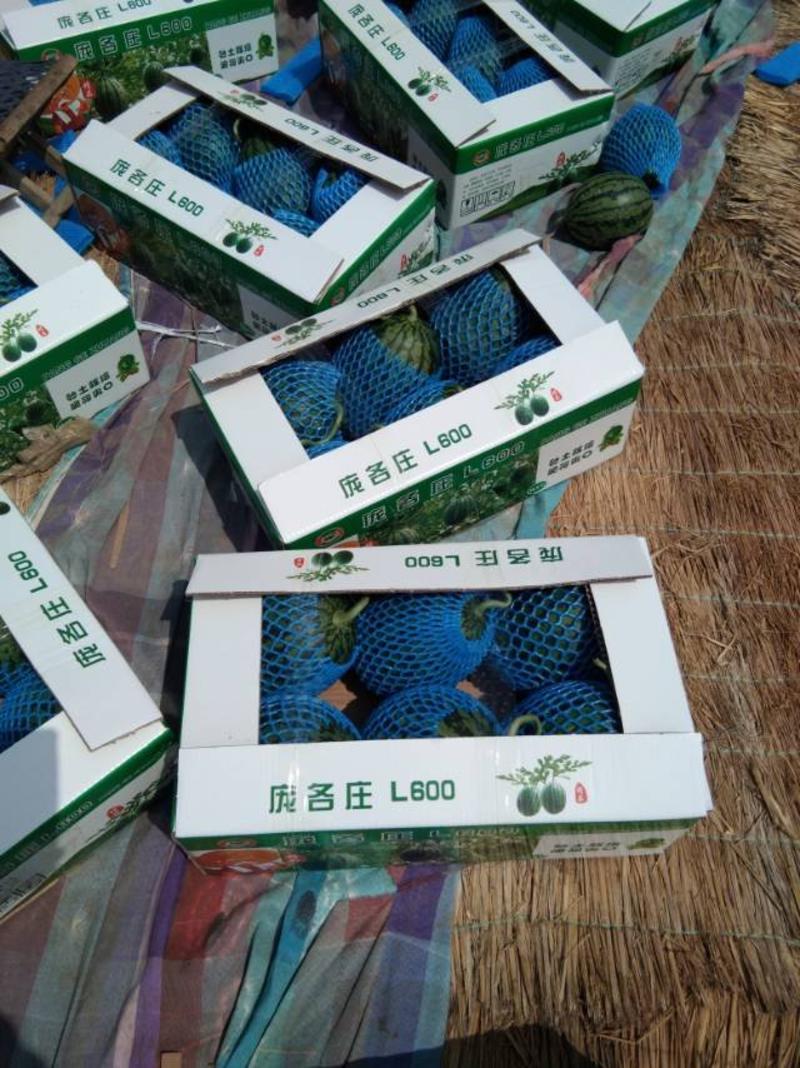 山东潍坊珍珠红西瓜口口脆西瓜产地直发包装小工齐全