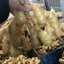 姜精品【黄姜】货源充足，一手货源欢迎采购商来电咨询