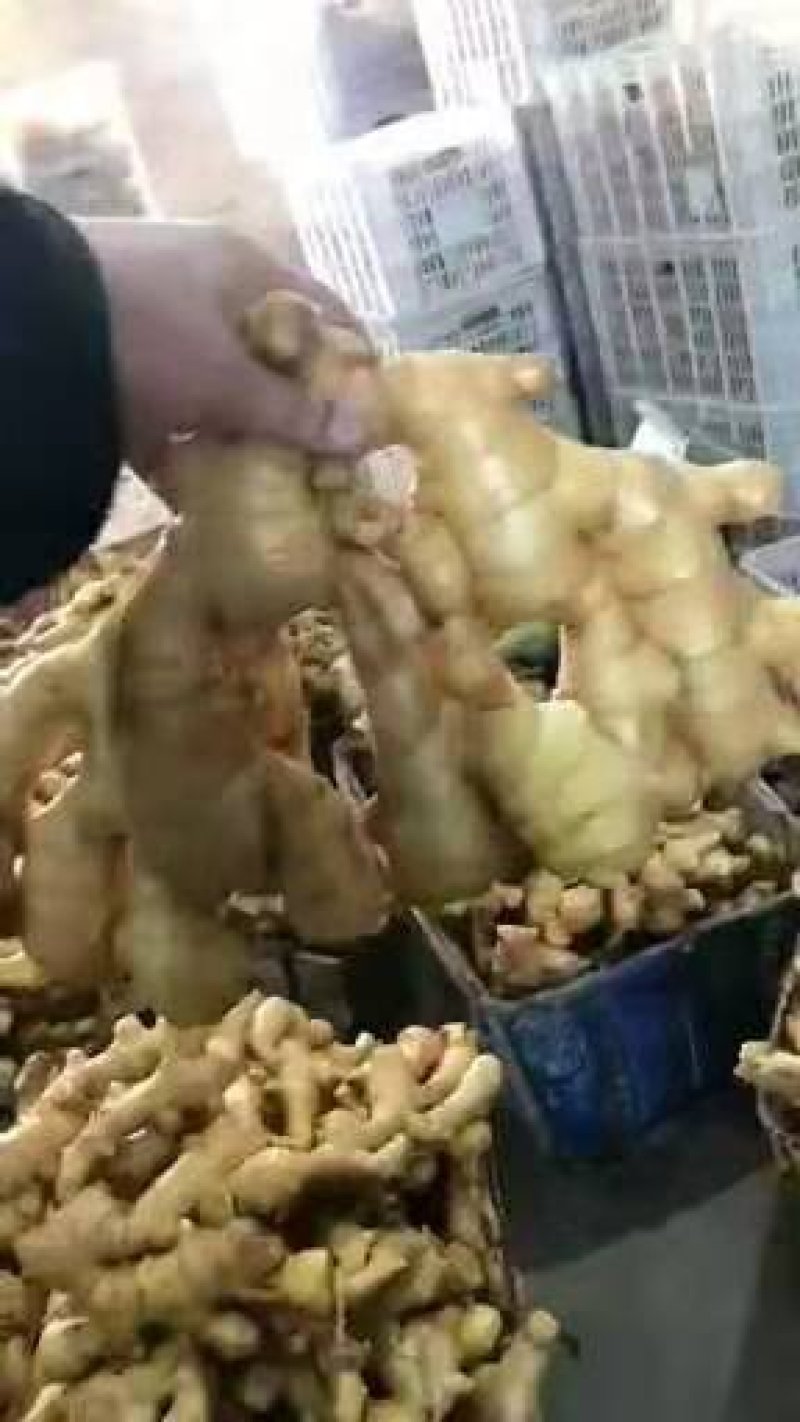 姜精品【黄姜】货源充足，一手货源欢迎采购商来电咨询
