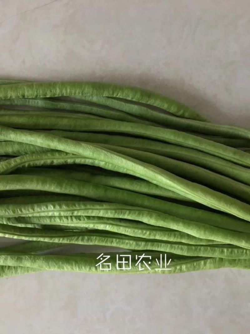 翠绿豆角种子豇豆种200克耐寒无鼠尾不鼓籽厚肉