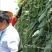 翠绿豆角种子豇豆种200克耐寒无鼠尾不鼓籽厚肉