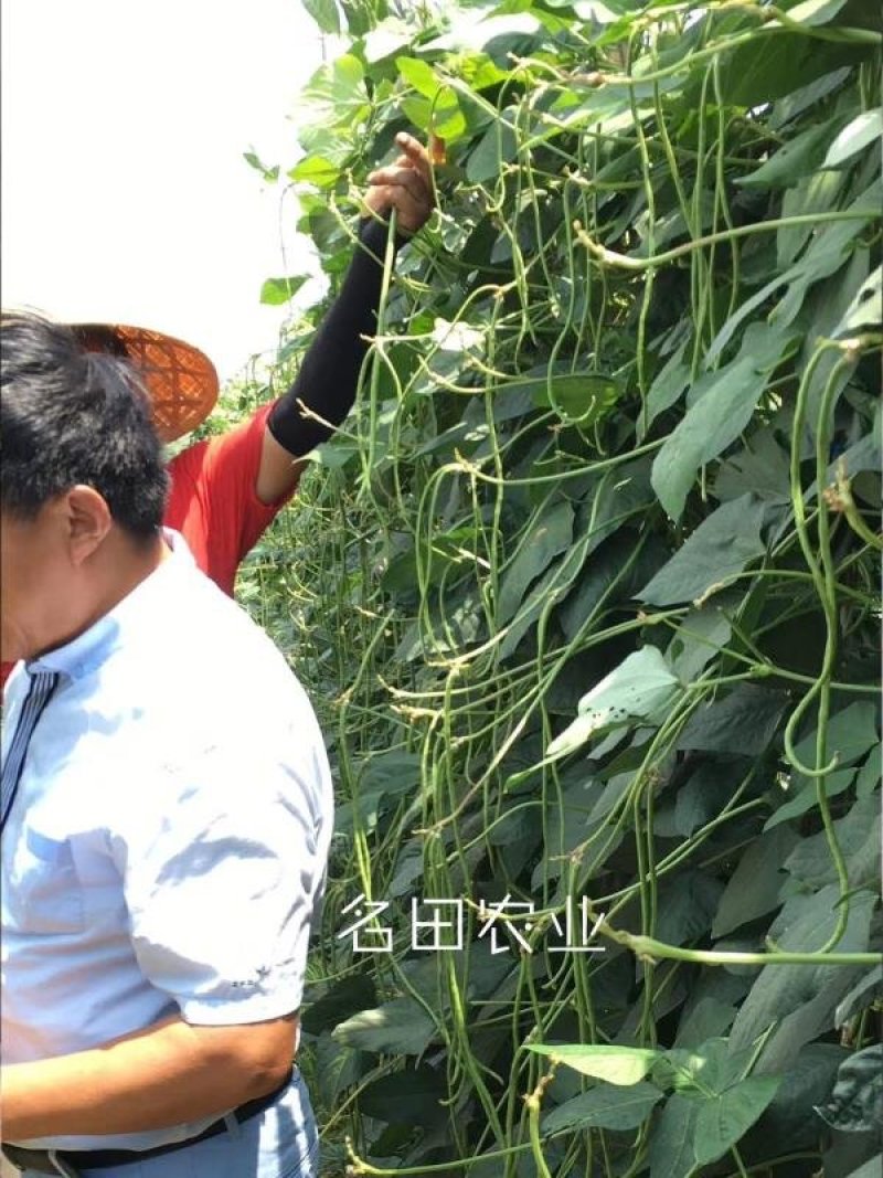 翠绿豆角种子豇豆种200克耐寒无鼠尾不鼓籽厚肉