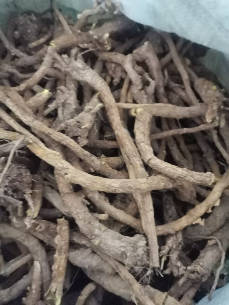高含量黄芩，干黄芩，黄芩片，野生黄芩，老黄芩，枯芩