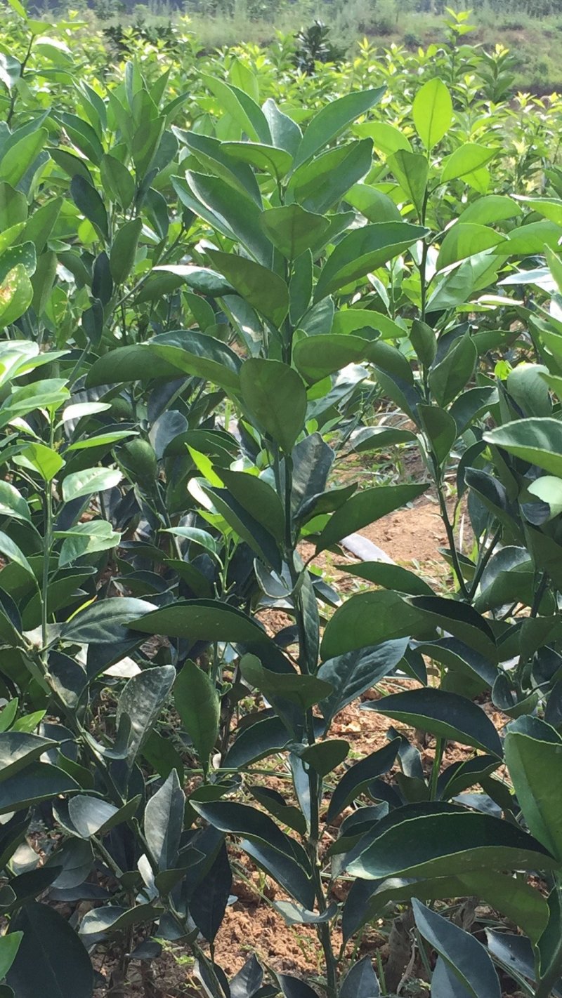 伦晚脐橙苗，两年杯苗，地径1.5公分。根系发达，品种纯。