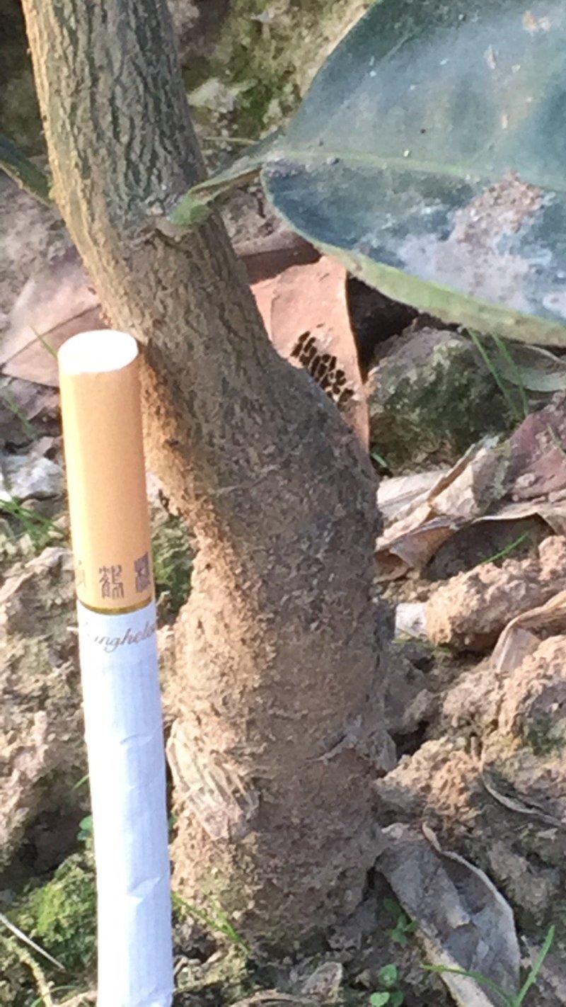 伦晚脐橙苗，两年杯苗，地径1.5公分。根系发达，品种纯。