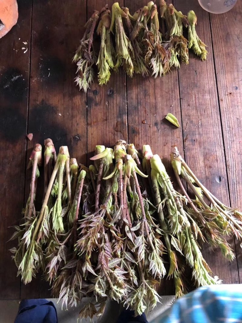 刺嫩芽苗，无死根无烂根，免费提供种植管理技术