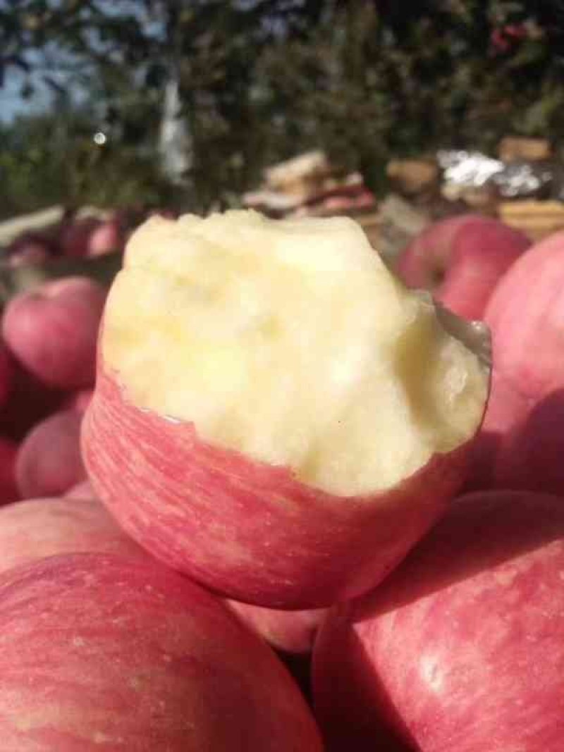 山东苹果行情【红富士苹果】脆甜好吃产地一手货源品质保证