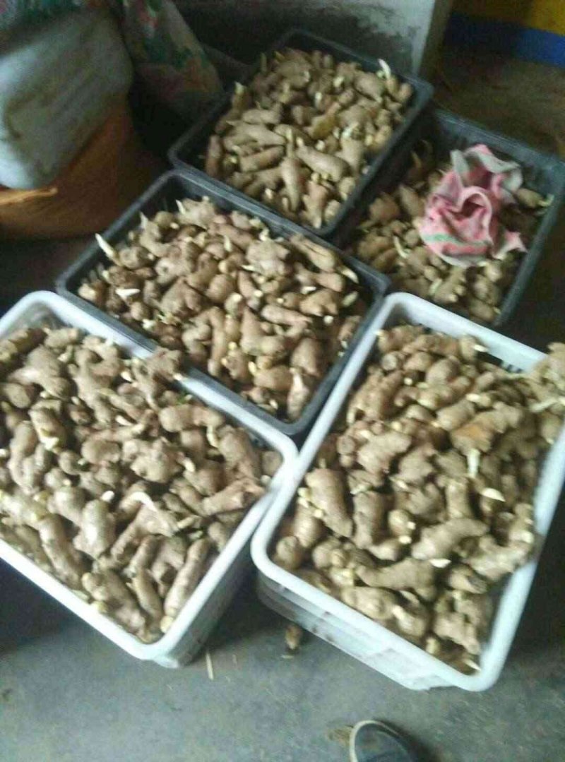 山东生姜基地【视屏看货】以质论价质量保证！物流发货中