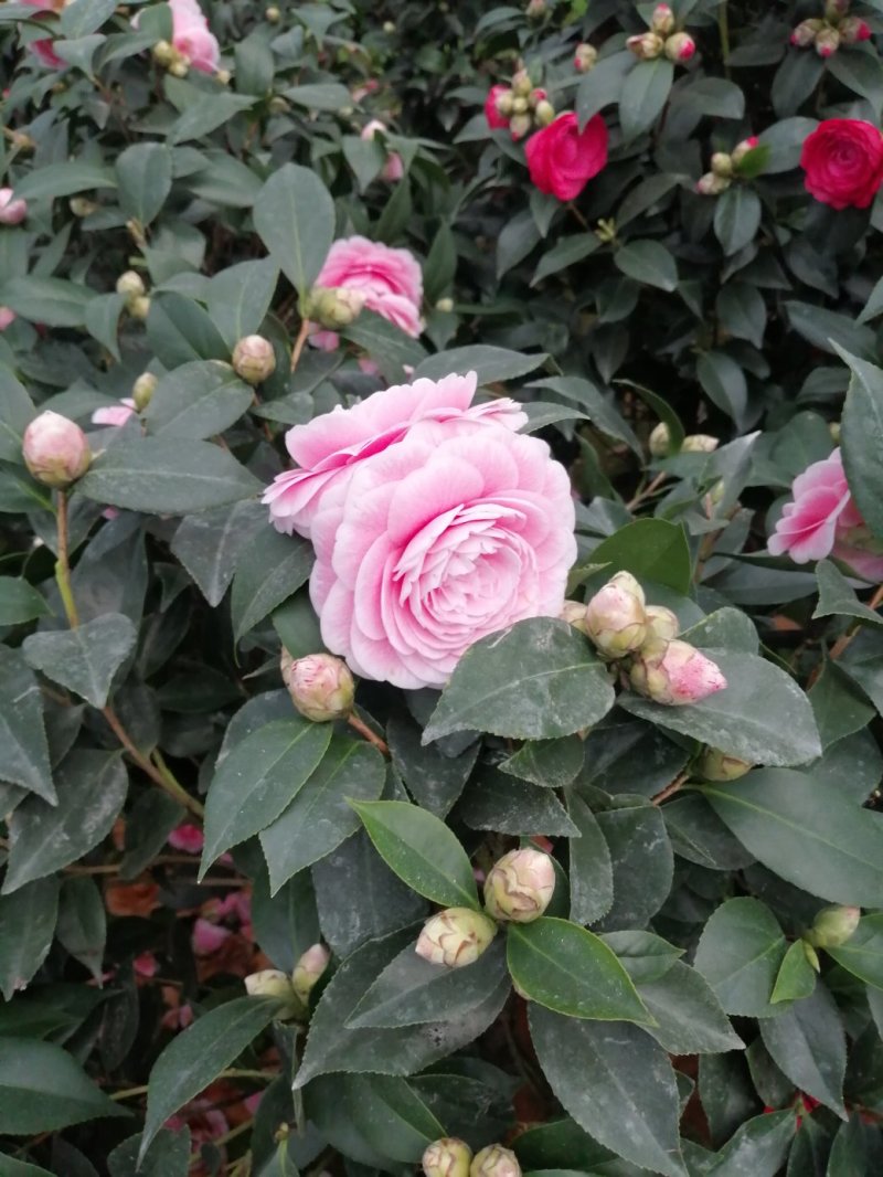 茶花十八学士大五宝茶花小五宝茶花