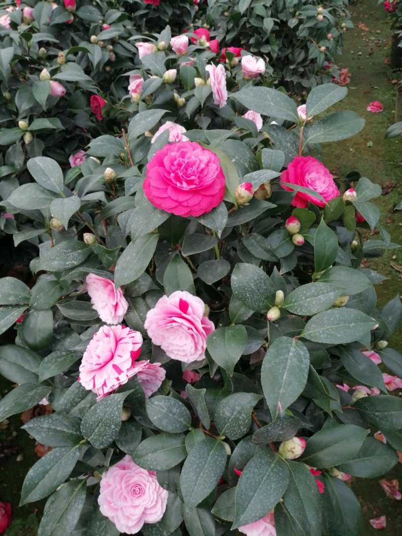 茶花十八学士大五宝茶花小五宝茶花