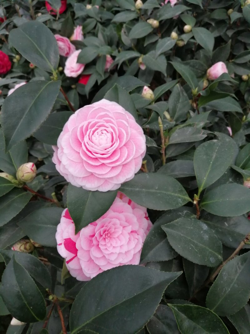 茶花十八学士大五宝茶花小五宝茶花