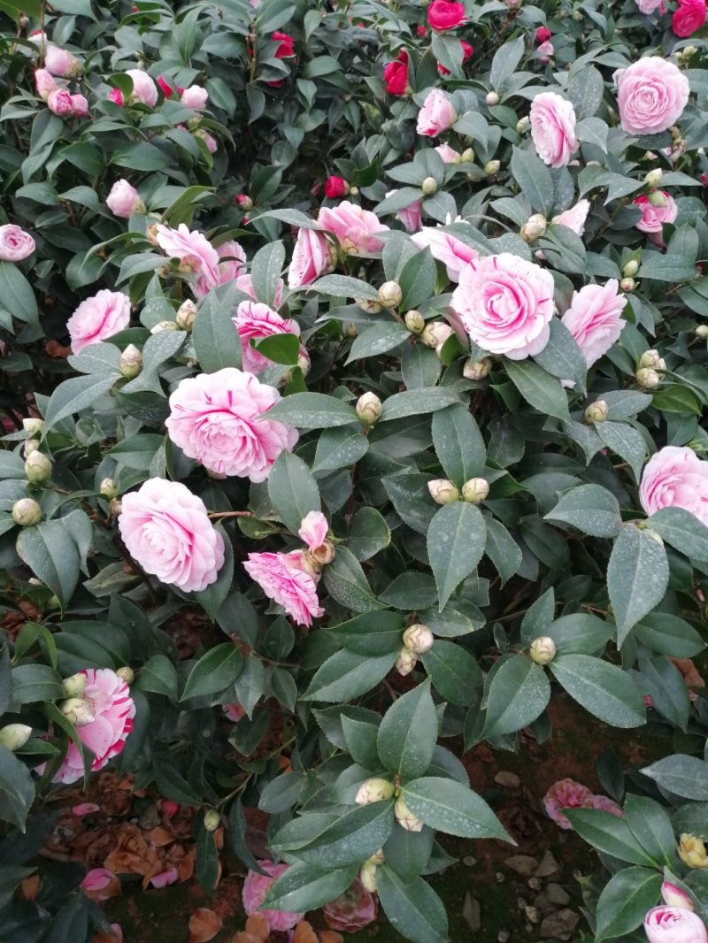 茶花十八学士大五宝茶花小五宝茶花