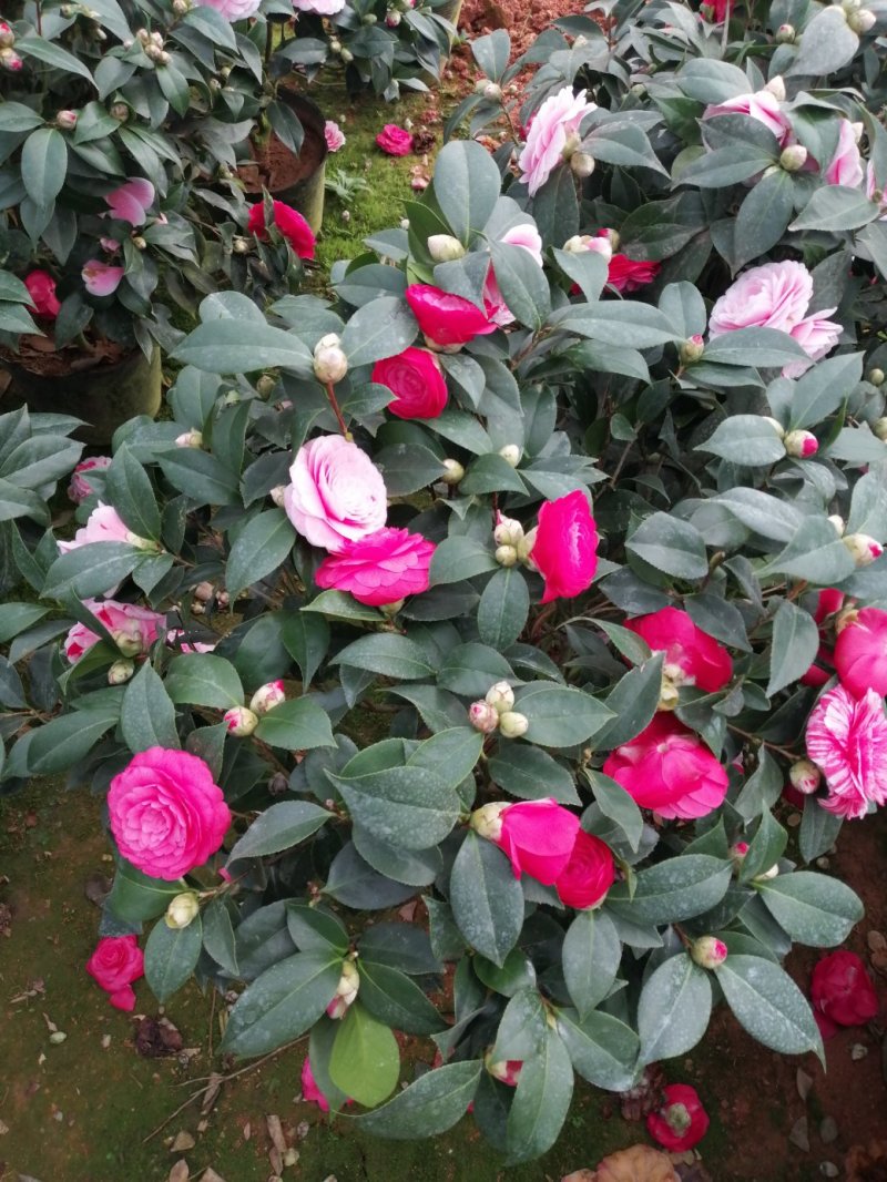 茶花十八学士大五宝茶花小五宝茶花