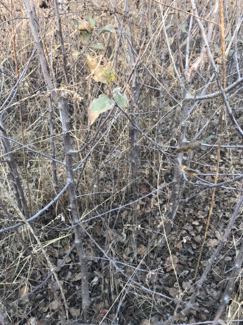 苹果苗寒富苹果树地径2cm70定杆带分枝