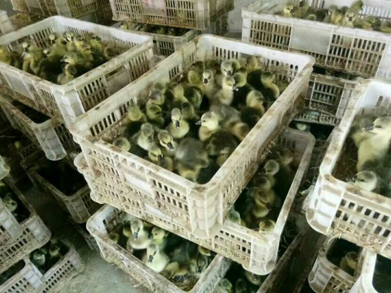 灰鹅苗/郎德鹅苗批发