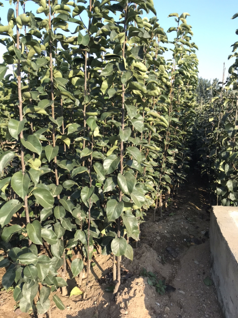 水蜜桃苹果苗D：0.8cmH：1.2m苹果树苗