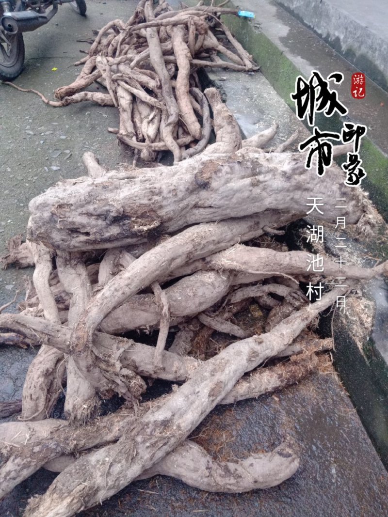 野生葛根粉