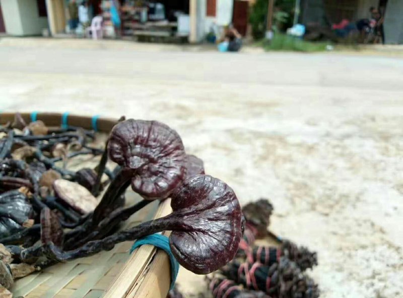 老挝深山野生竹灵芝一件代发
