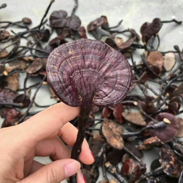 老挝深山野生竹灵芝一件代发