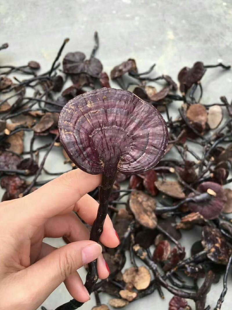 老挝深山野生竹灵芝一件代发