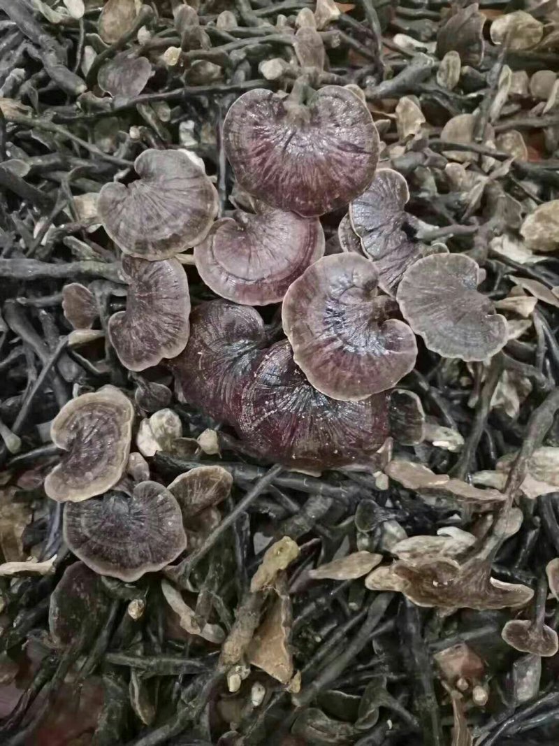 老挝深山野生竹灵芝一件代发