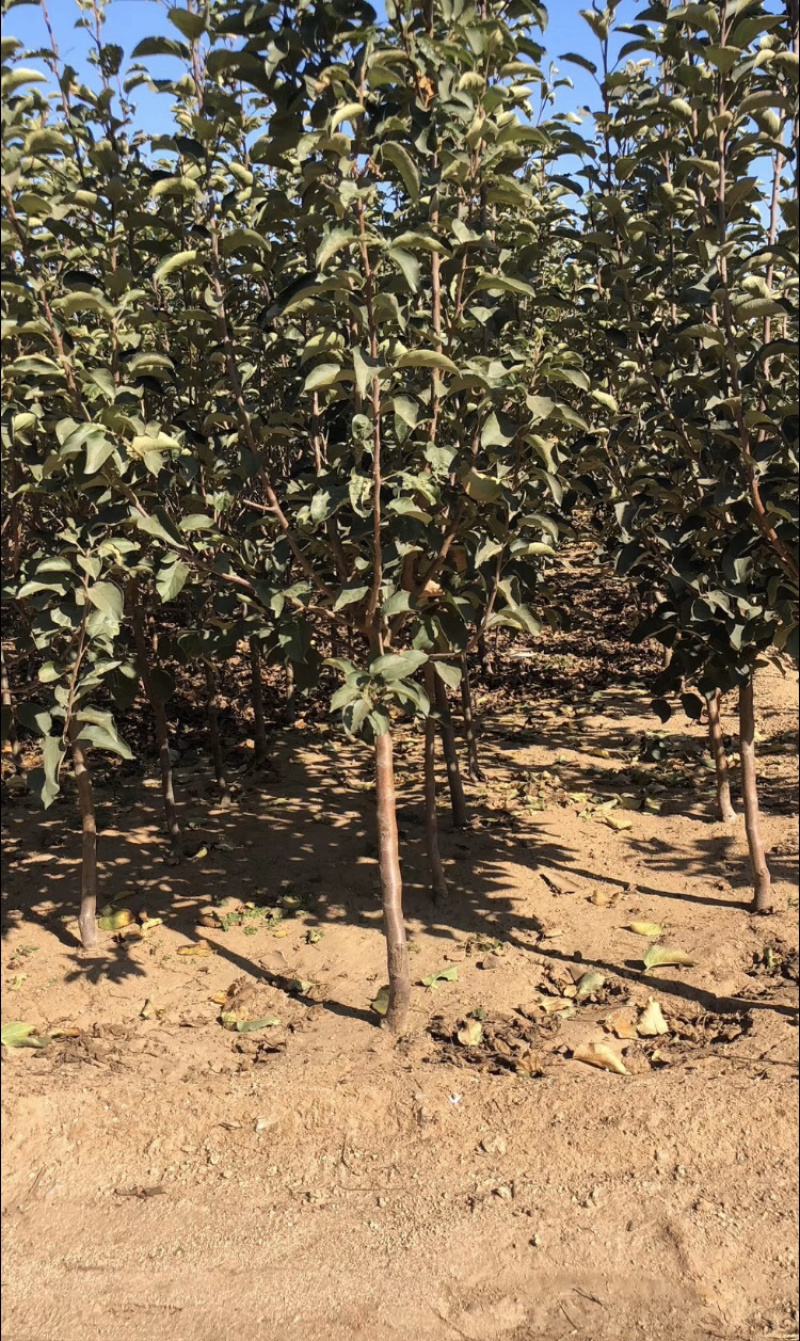 水蜜桃苹果树苗直径1cm～2cm的苹果树