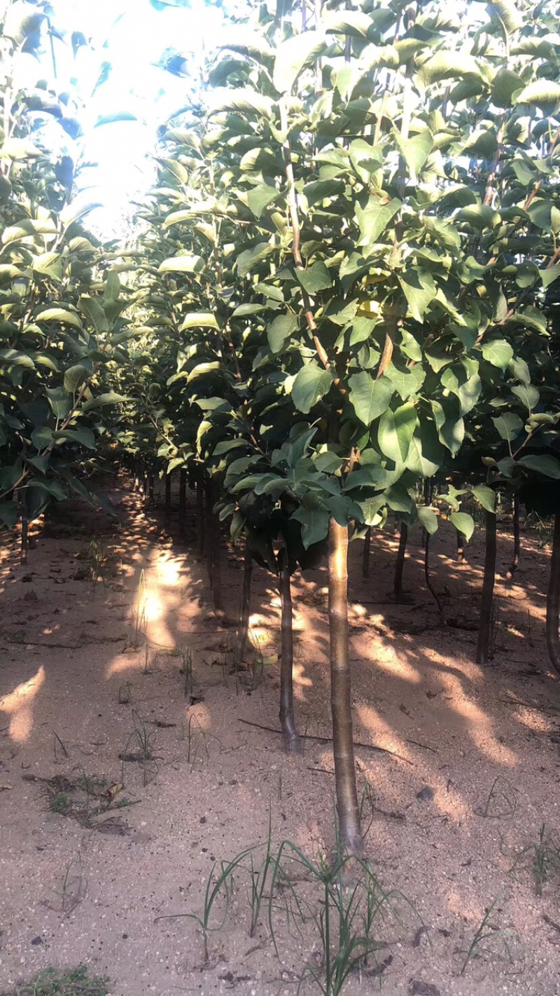 水蜜桃苹果树苗直径1cm～2cm的苹果树