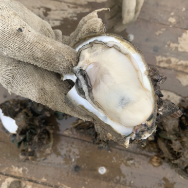 阳江程村生蚝批发，自家养殖，物流发货全国，小区烧烤