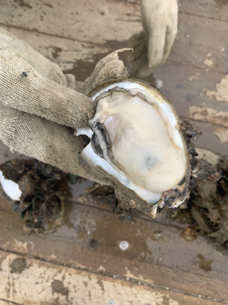 阳江程村生蚝批发，自家养殖，物流发货全国，小区烧烤