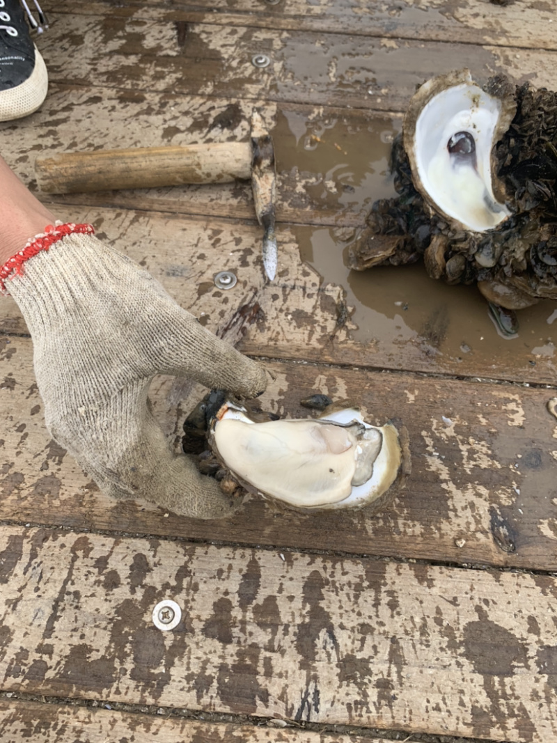 阳江程村生蚝批发，自家养殖，物流发货全国，小区烧烤