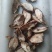 白蔹干货供应中量大从优