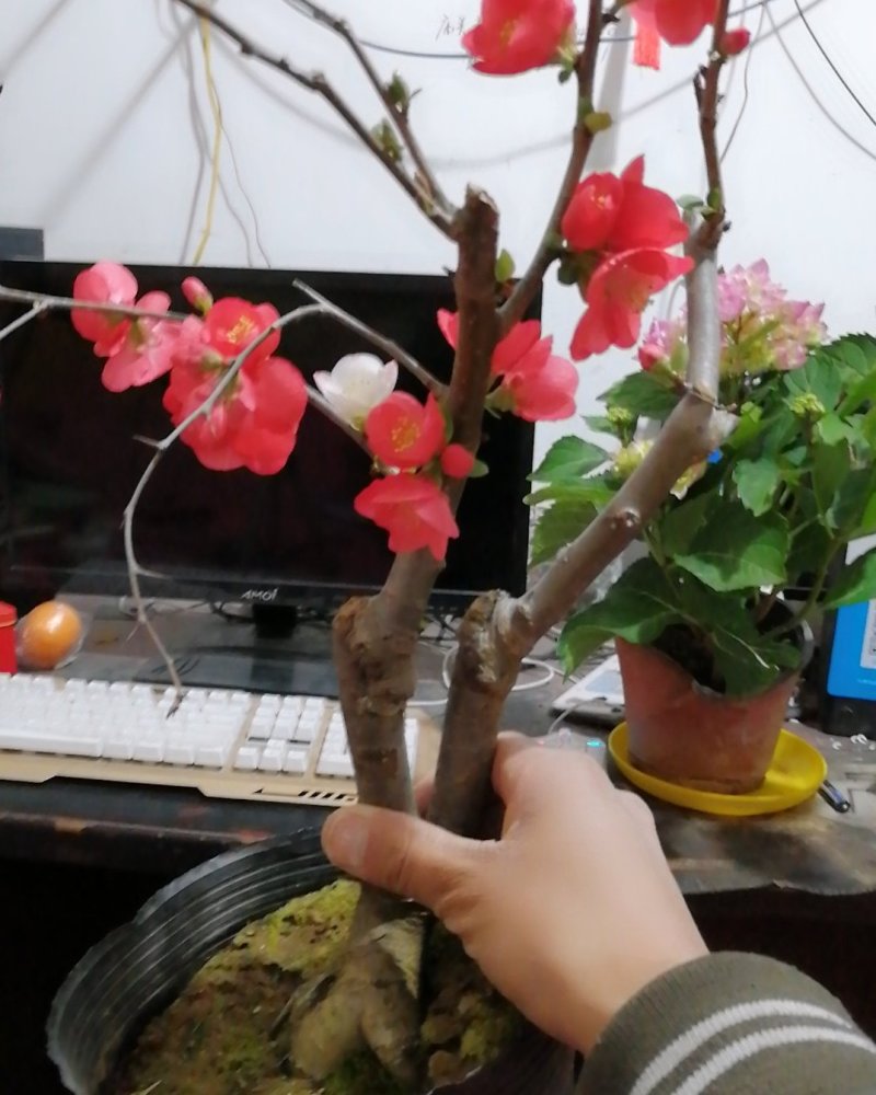 海棠花盆栽牡丹，海棠垂丝海棠大富贵，海棠玫瑰海棠