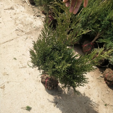 桧柏四十厘米，五十厘米，七十厘米，八十厘米，一米高大量