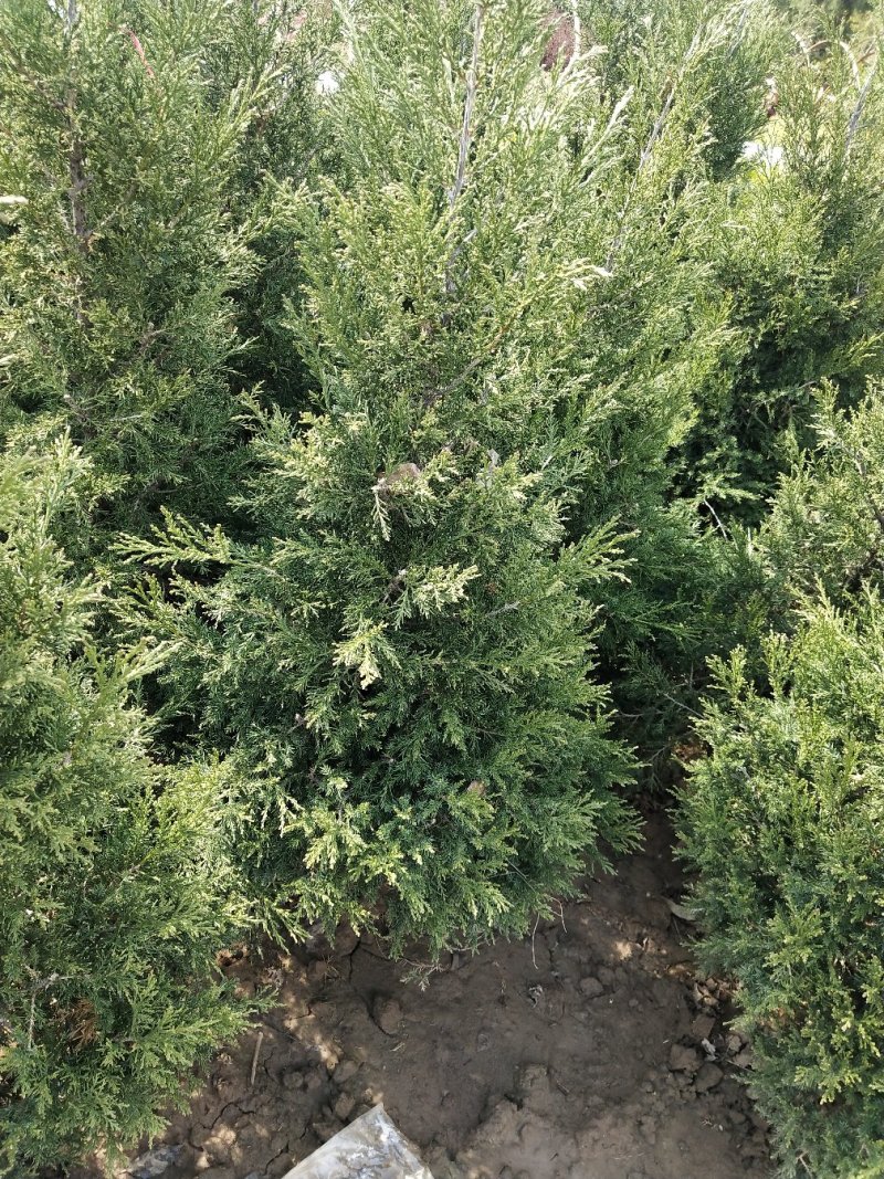 桧柏四十厘米，五十厘米，七十厘米，八十厘米，一米高大量