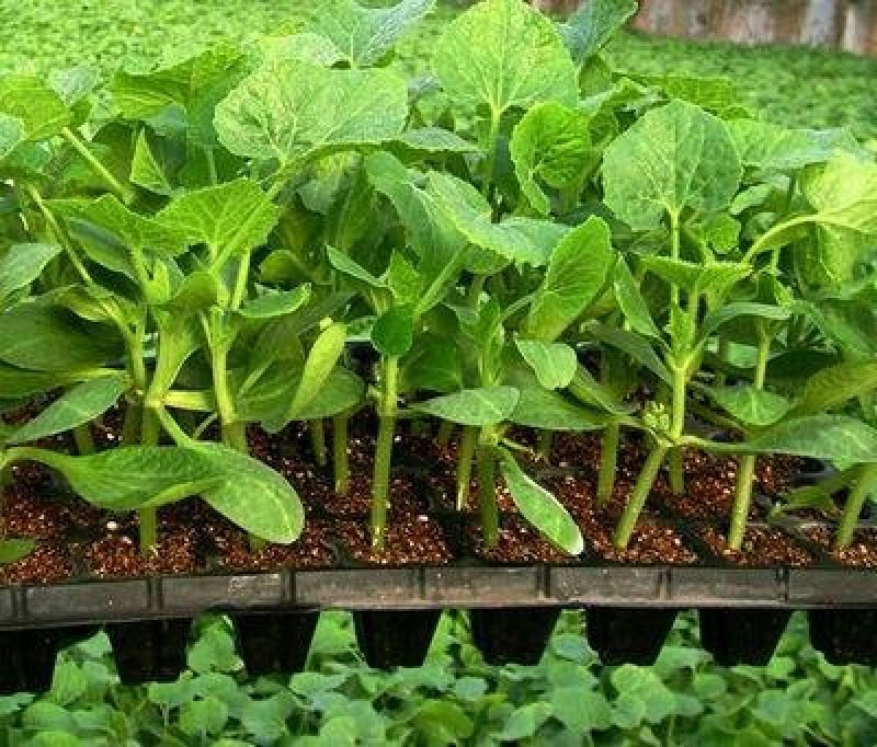 育苗基质50L蔬菜瓜果草莓育苗林木通用型全国包邮