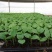 育苗基质50L蔬菜瓜果草莓育苗林木通用型全国包邮