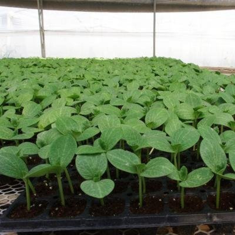 育苗基质50L蔬菜瓜果草莓育苗林木通用型全国包邮