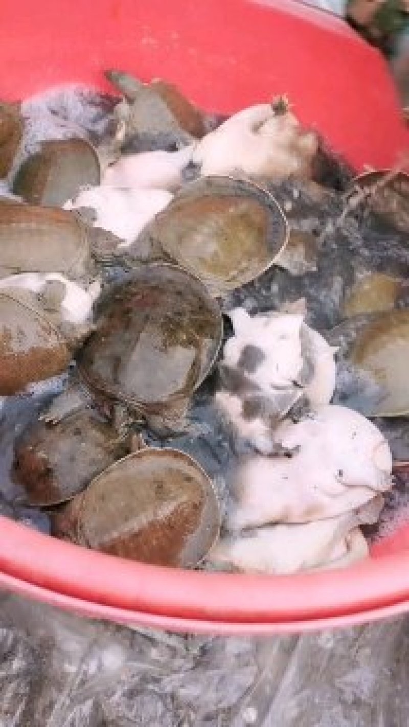 包活甲鱼外塘鲜活大甲鱼黄沙鳖鱼老鱼团苗公母王八