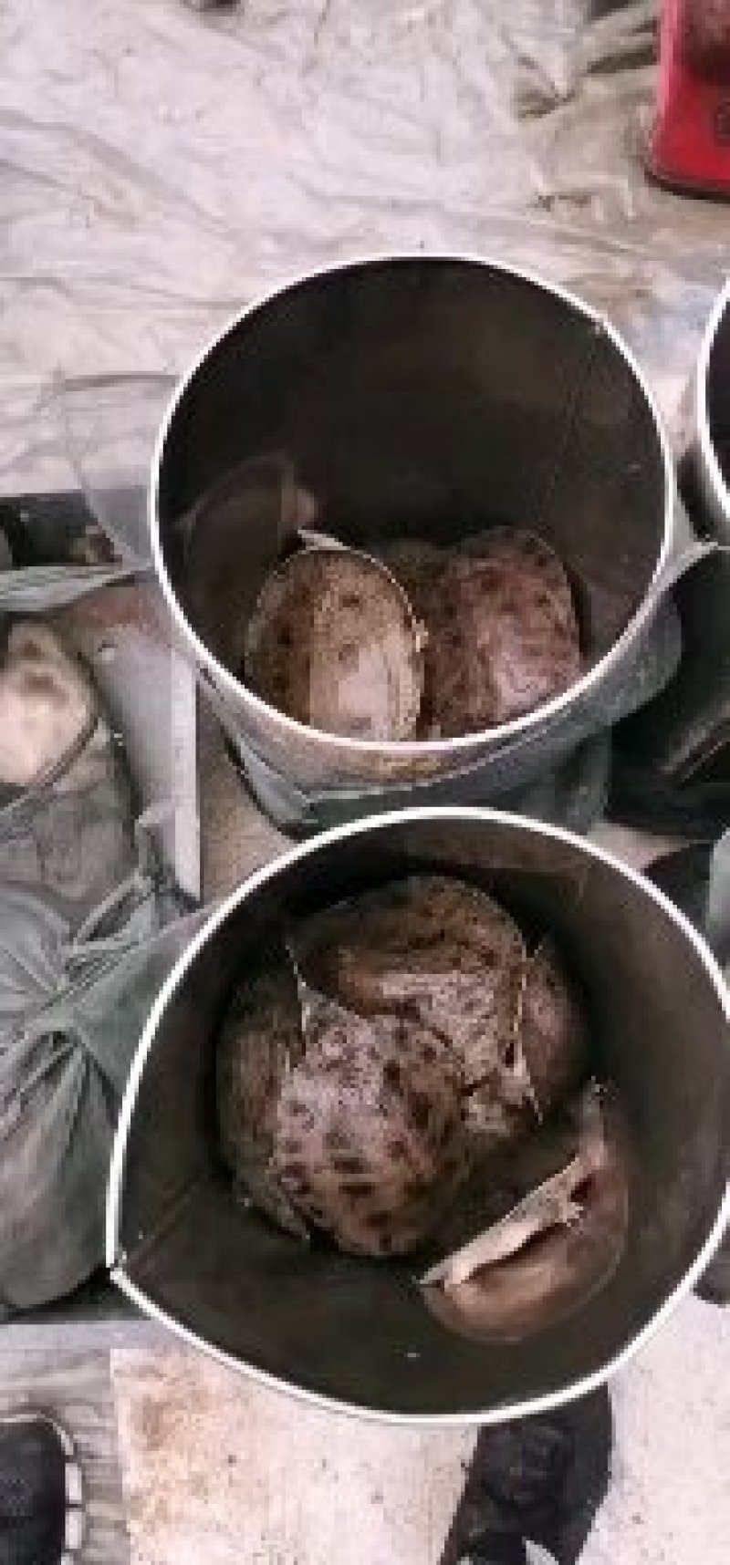 包活甲鱼外塘鲜活大甲鱼黄沙鳖鱼老鱼团苗公母王八