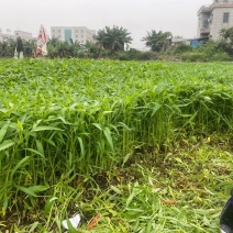 大量空心菜上市