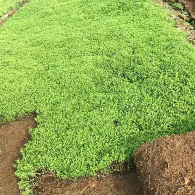 佛甲草苗屋顶绿化草坪苗佛甲草房顶隔热阳台庭院楼顶工程