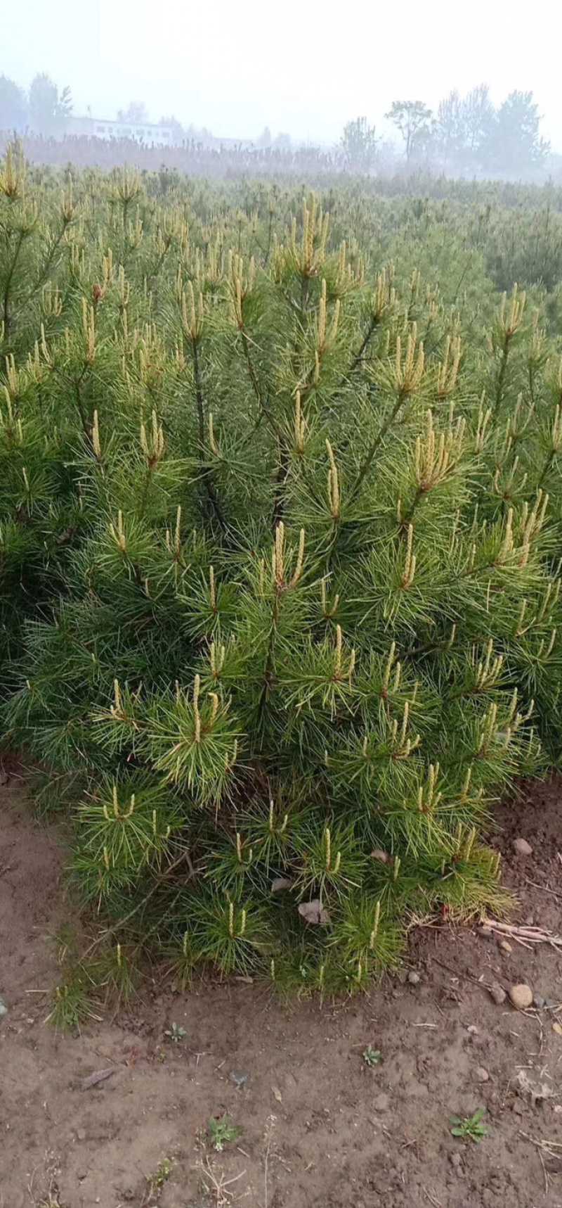 白皮松