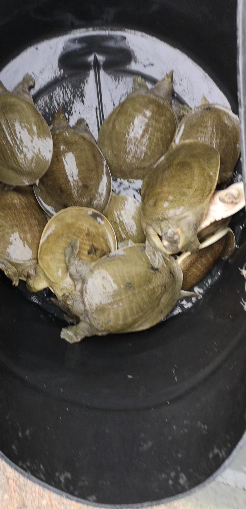 生态外塘放养甲鱼活体团鱼鲜活物小王八中华水鱼食用脚鱼青黄