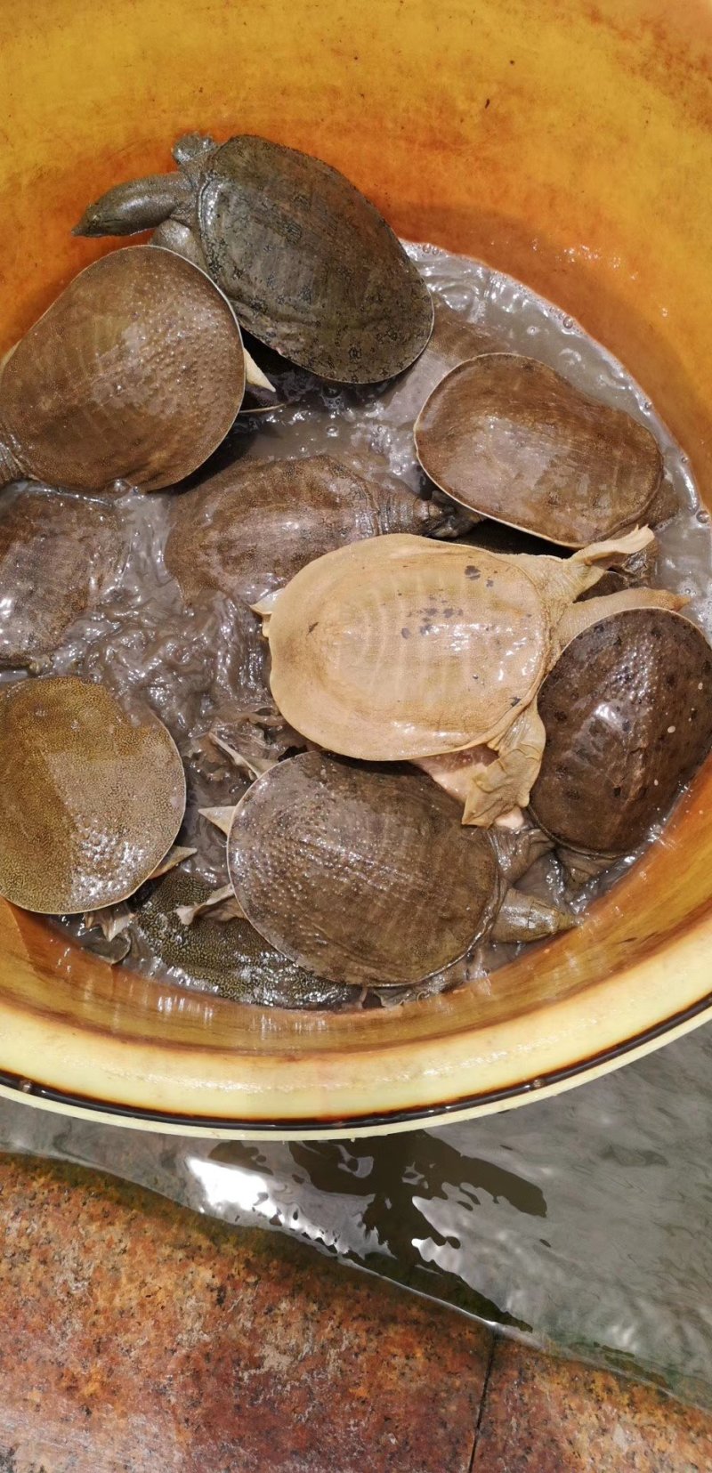 生态外塘放养甲鱼活体团鱼鲜活物小王八中华水鱼食用脚鱼青黄