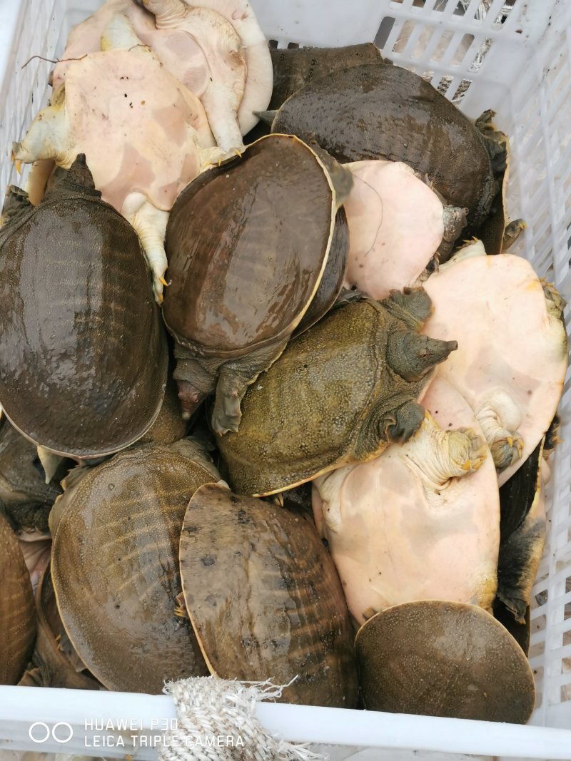生态外塘放养甲鱼活体团鱼鲜活物小王八中华水鱼食用脚鱼青黄