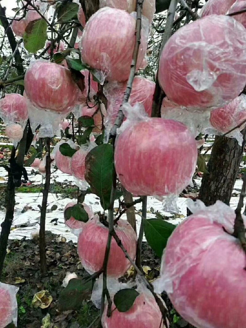 红富士【膜袋红富士苹果】脆甜多汁！色泽鲜艳！产地一手货源