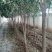 【桂花树】金桂花树(苗圃直发,树灌好,主杆无疤标直)
