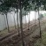 【桂花树】金桂花树(苗圃直发,树灌好,主杆无疤标直)