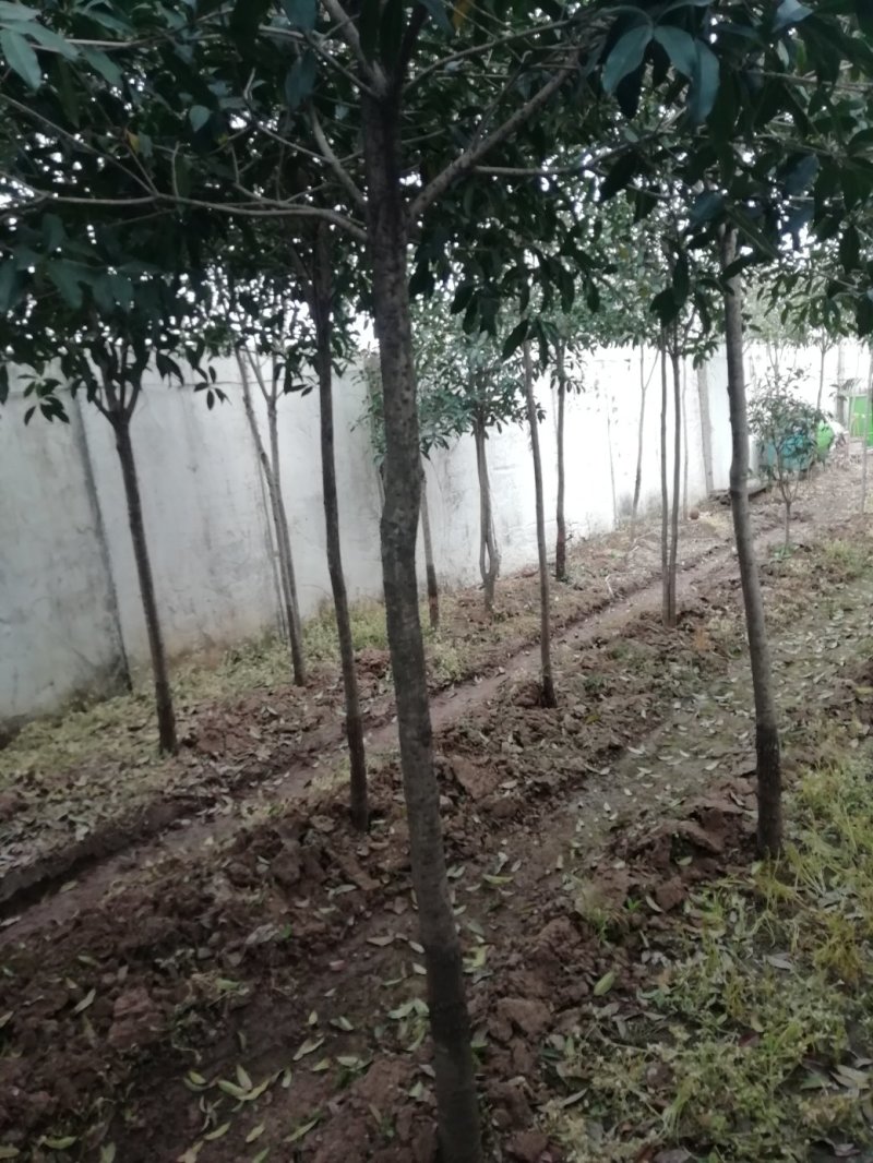 【桂花树】金桂花树（苗圃直发，树灌好，主杆无疤标直）