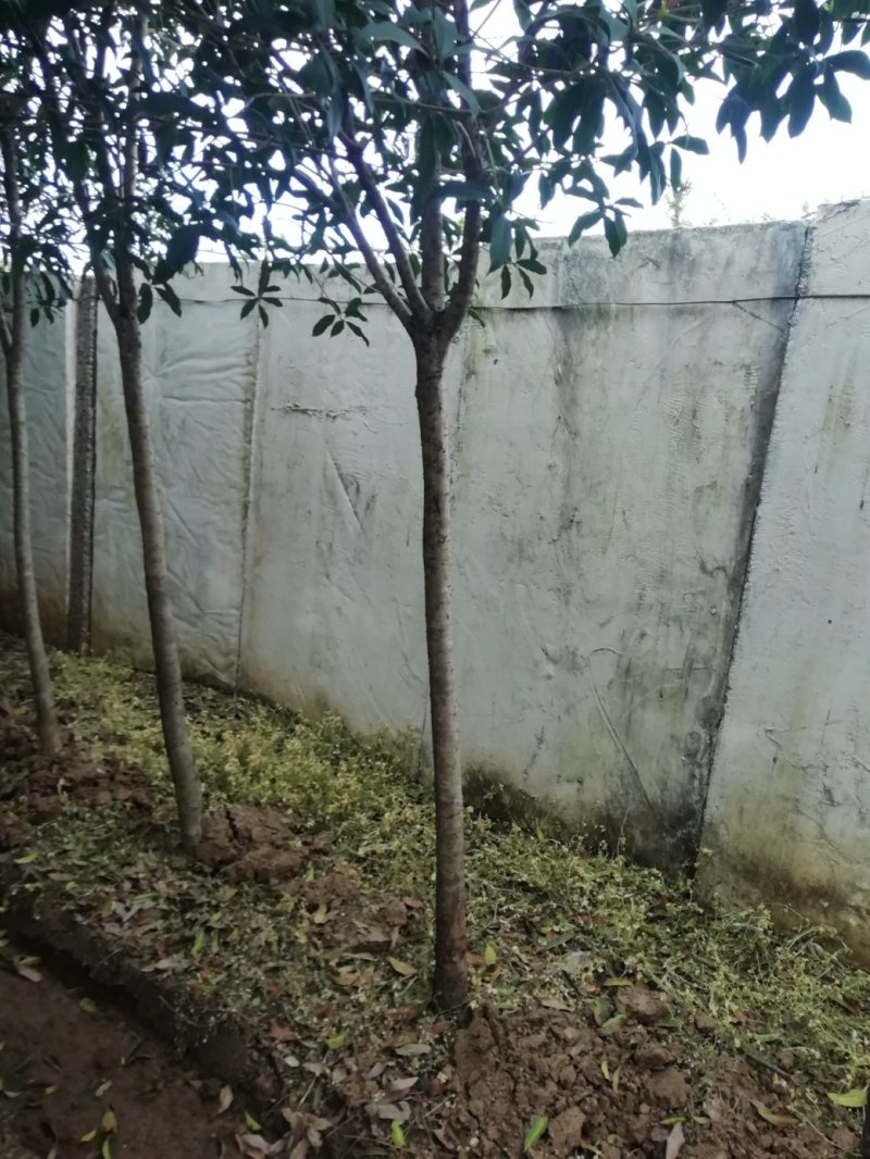 【桂花树】金桂花树（苗圃直发，树灌好，主杆无疤标直）